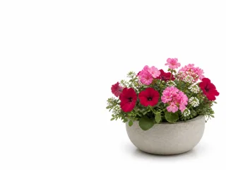 Illustration — 1 pot de plante fleurie